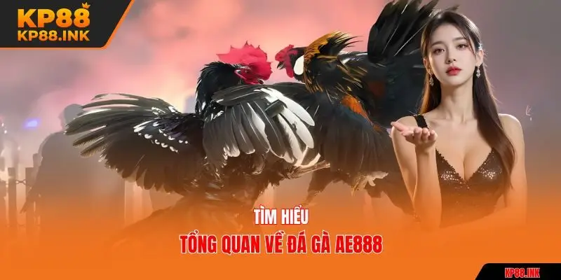 Tìm hiểu tổng quan về đá gà AE888
